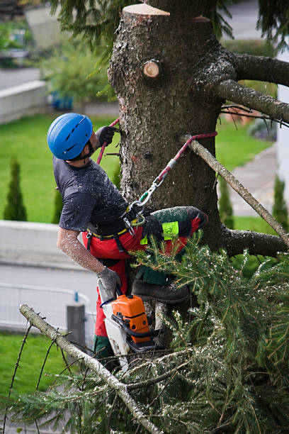 Best Storm Damage Tree Cleanup  in Sam Rayburn, TX